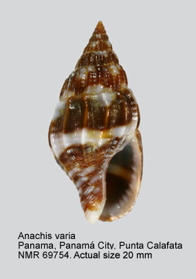 Anachis varia (2).jpg - Anachis varia(G.B.Sowerby,1832)